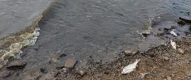 Zdjęcie przedstawia skutki skażenia w rzece Odra. Na zdjęciu widać kilka śniętych ryb na brzegu rzeki Odra.