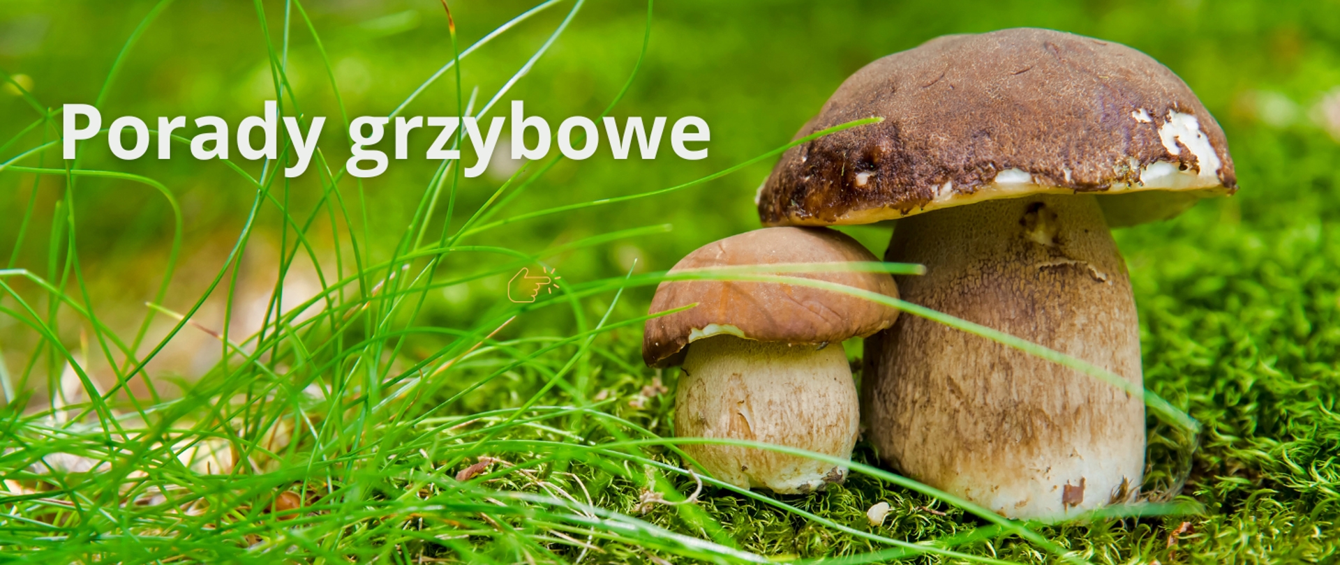 Zdjęcie grzybów na zielonym runie leśnym. Po lewej stronie jest napis: Porady grzybowe