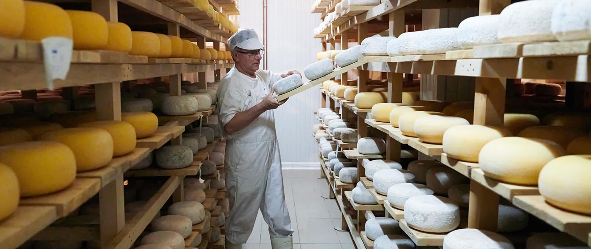 Pracownik trzyma w ręku sery. Na półkach po lewej i prawej stronie leżą duże, żółte, okrągłe sery.