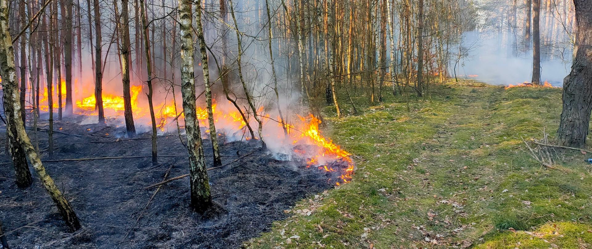 Pali się ścioła w lesie