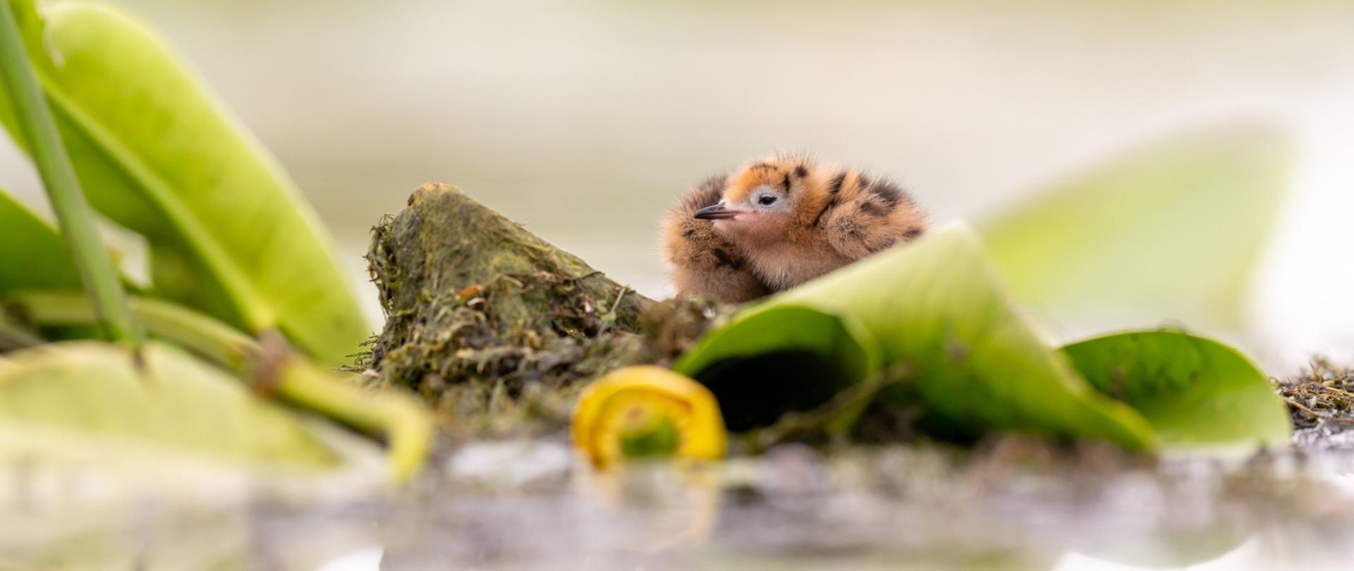 Mały ptak siedzący na szczycie rośliny, otoczony zielonymi liśćmi, w naturalnym otoczeniu.