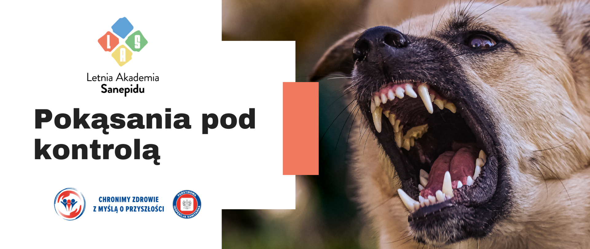 Na zdjęciu przedstawiony jest pies z widocznymi kłami. Po lewej stronie widoczny tytuł artykułu tj. "Pokąsania pod kontrolą" oraz logo Państwowej Inspekcji Sanitarnej oraz akcji Letniej Akademii Sanepidu.