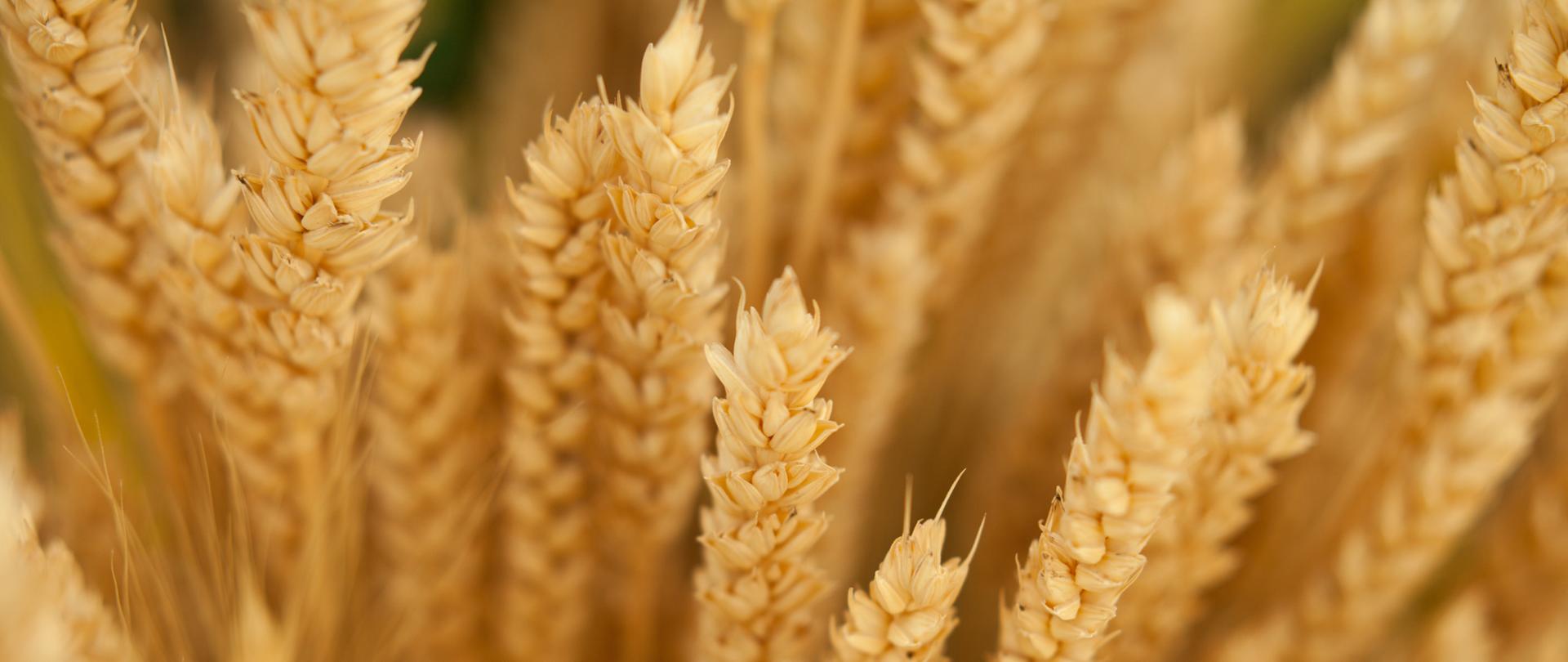 Pomoc dla rolników_w sektorze zbóż i nasion oleistych