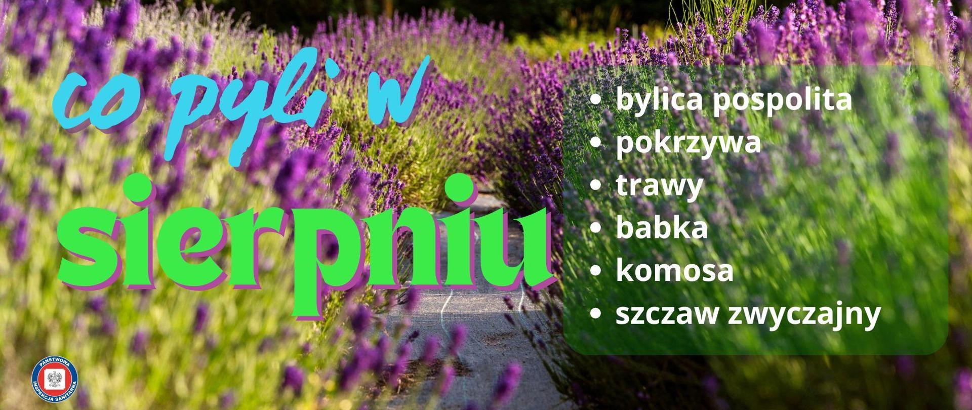 Ścieżka wśród kwitnących kwiatów