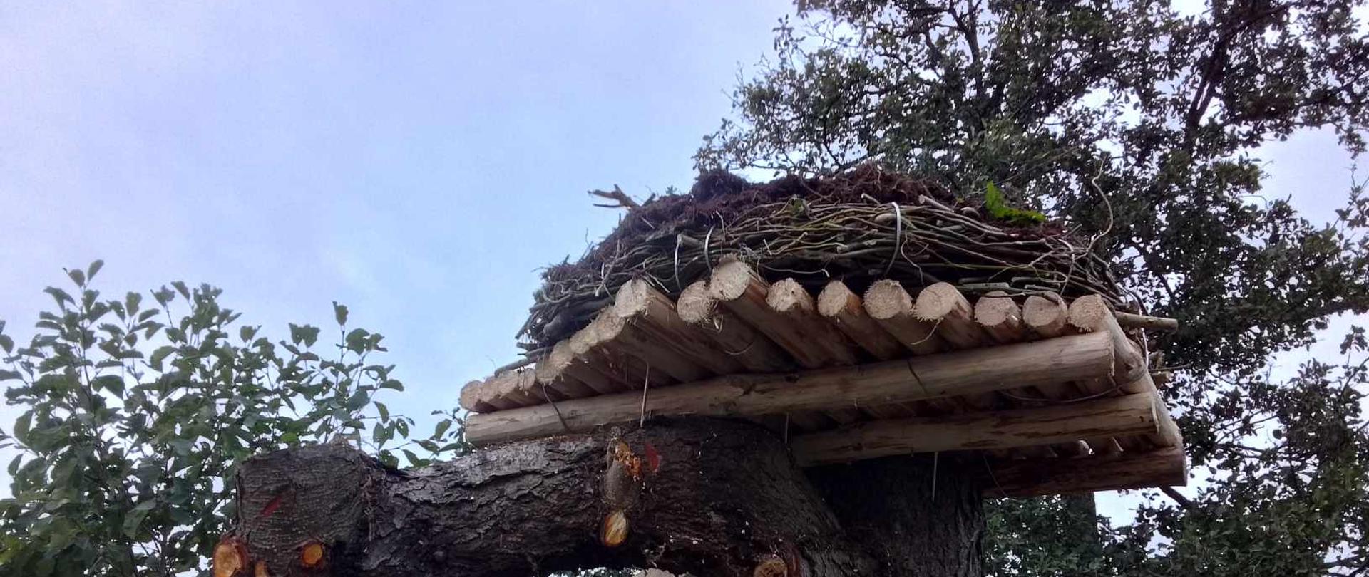 Modernizacja gniazd bociana białego w województwie świętokrzyskim - Wola Łagowska