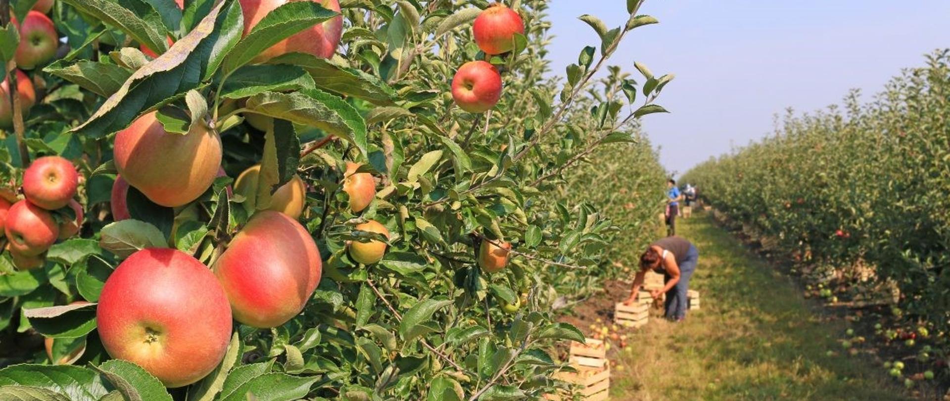 Na obrazku widzimy rzędy drzew jabłkowych oraz ludzi którzy zrywają jabłka.