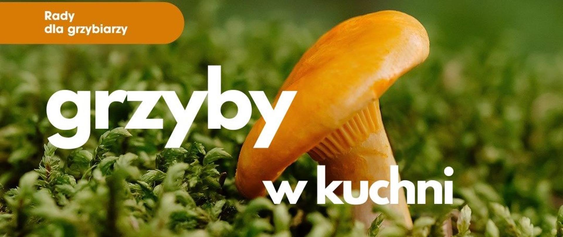 Owocnik grzyba w pomarańczowym kolorze na tle zielonego mchu.