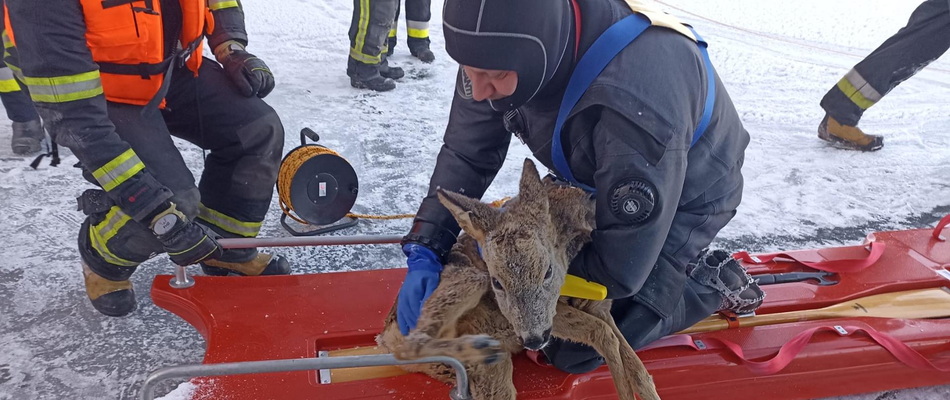 Uratowana sarna z zamarzniętego jeziora