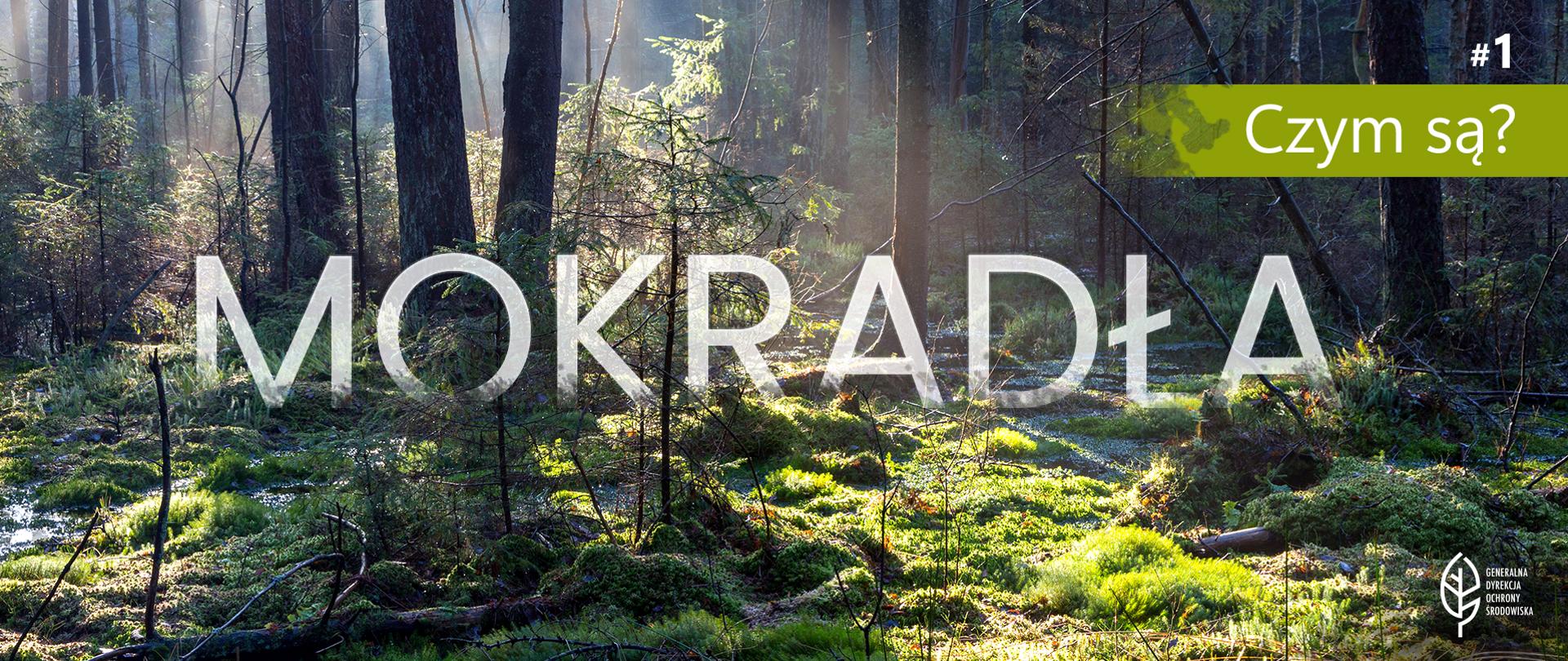  Zdjęcie przedstawia podmokły las. Przez korony wysokich drzew przebijają się promienie słoneczne. Runo leśne jest gęsto porośnięte zielonym mchem. Widać młode drzewka, paprocie oraz powalone gałęzie i konary. Na zdjęciu nałożone są napisy: na samym środku wielki, biały półprzezroczysty napis "MOKRADŁA" . W prawym górnym rogu jasnozielony pasek z białym napisem "#1 Czym są?". W prawym dolnym rogu znajduje się biały logotyp Generalnej Dyrekcji Ochrony Środowiska (biały liść).