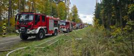 Na szutrowej drodze w środku lasu stoi równolegle sześć samochodów strażackich. Między samochodami widocznych jest kilku strażaków. Z pierwszych dwóch samochodów rozciągają się węże strażackie w stronę lasu po prawej stronie zdjęcia. Powyżej lasu pochmurne niebo.