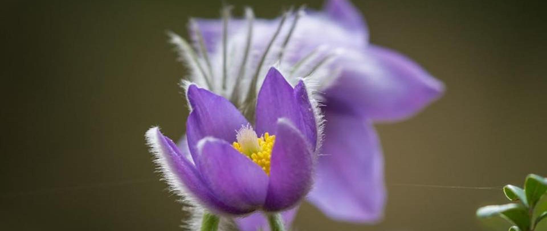 Ziemia Podlaska to prawdziwy raj dla przyrody 