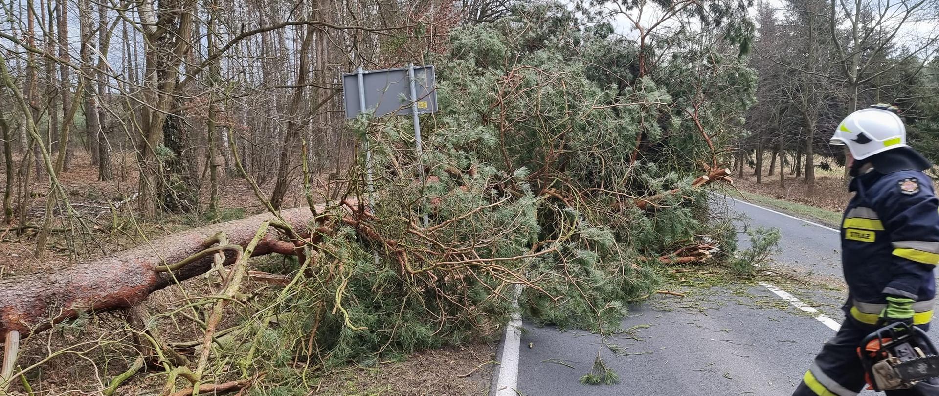 Drzewo leży na drodze