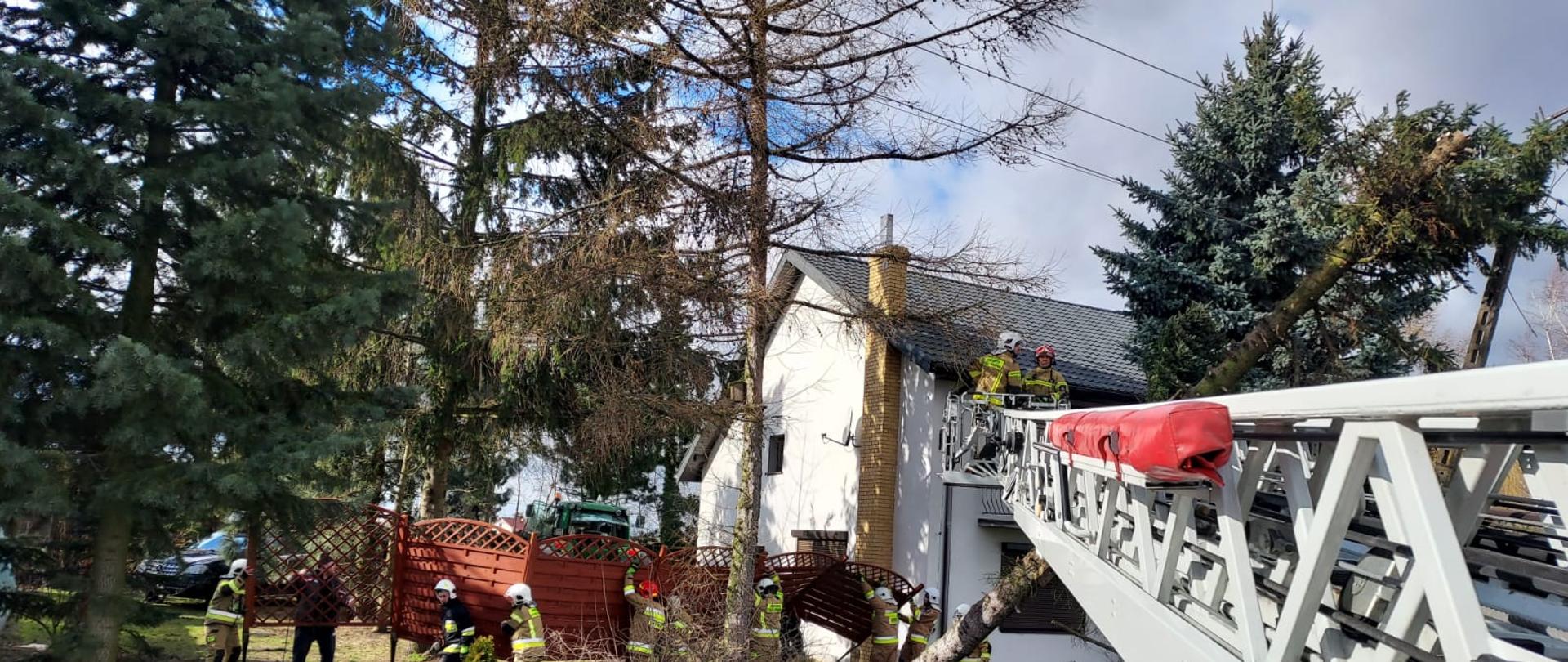 Na zdjęciu widać dom jednorodzinny przy którym pochyliło się drzewo na skutek silnego wiatru. Po prawej stronie domu strażacy przenoszą drewniany parawan, który przeszkadza w działaniach. Przy pochylonym drzewie rozłożona jest strażacka drabina mechaniczna