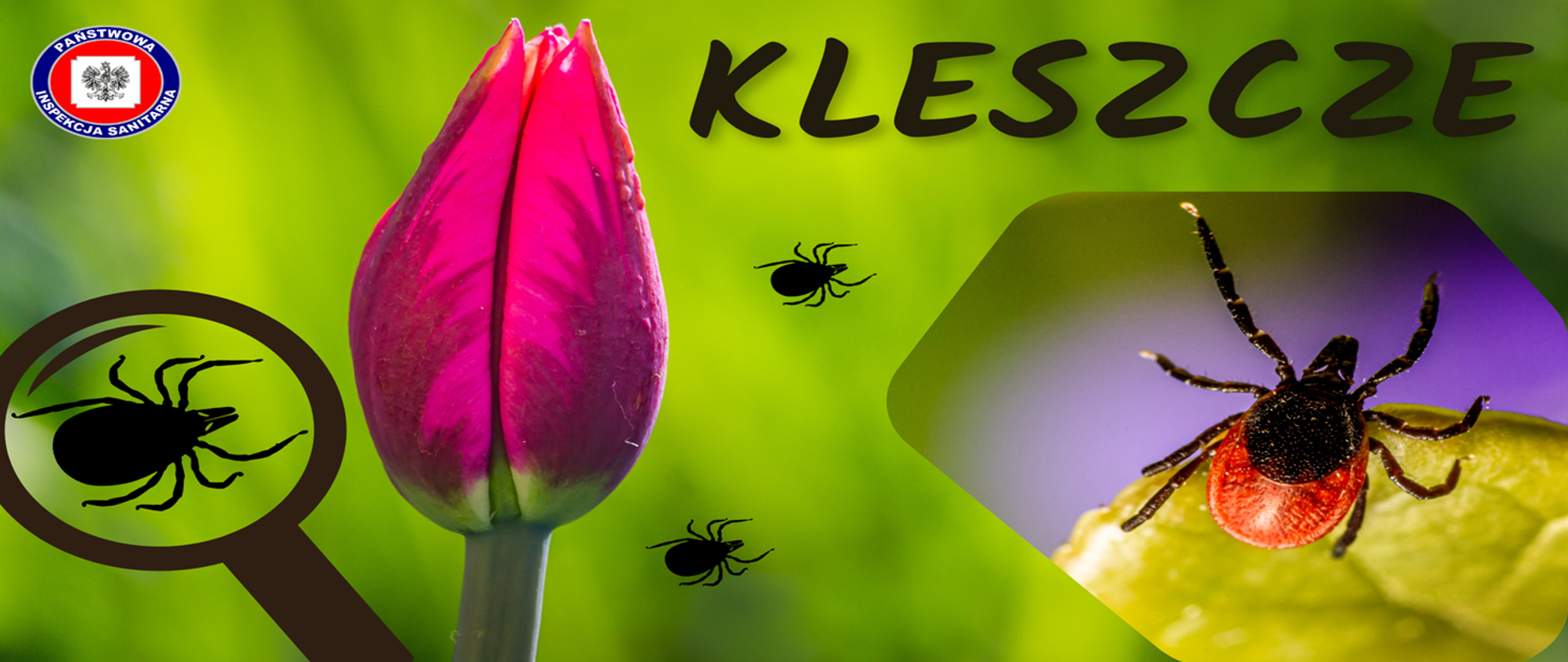 Mały kleszcz, duży problem