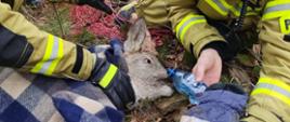 Strażacy pomagają sarnie