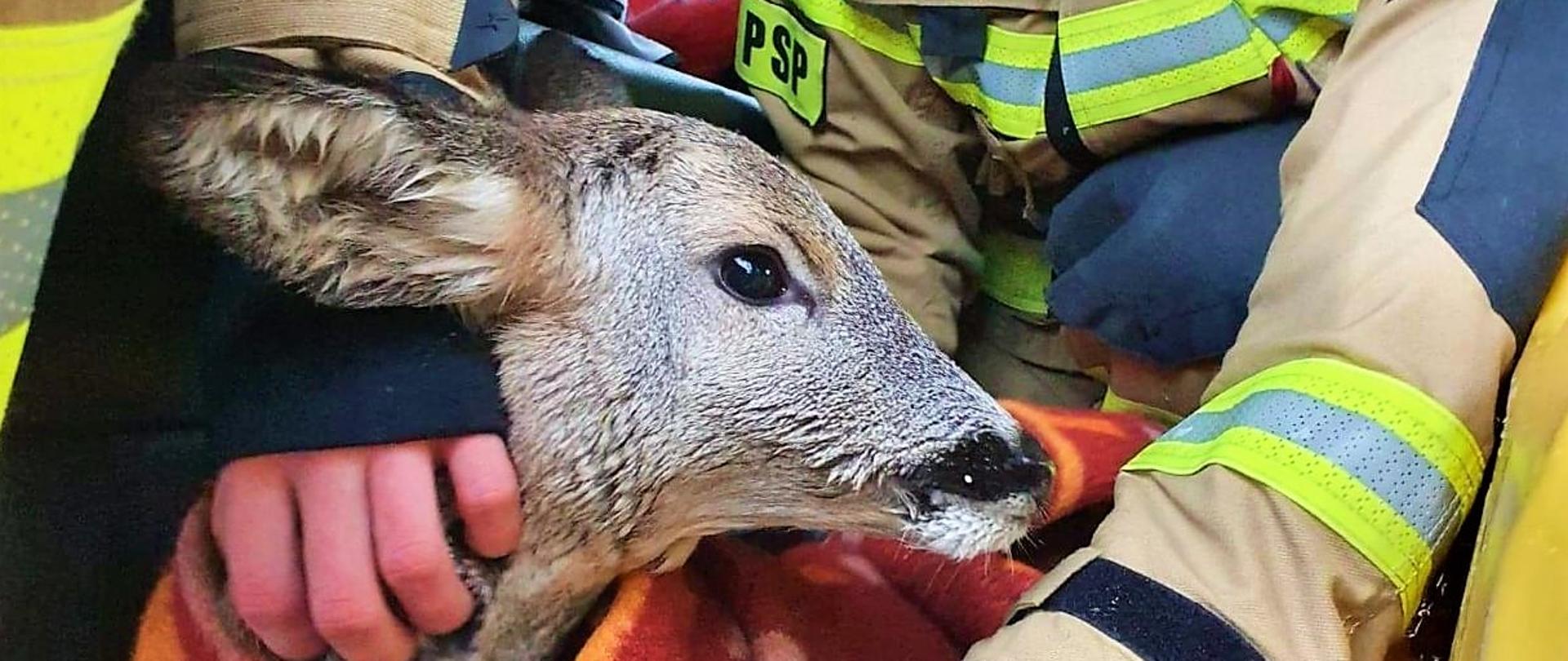 Sarna w kabinie wozu strażackiego okryta kocem i tzw. folią życia