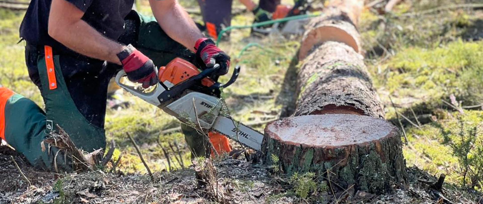 Zdjęcie przedstawia czterech mężczyzn w lesie, którzy pracują przy powalonym drzewie. Wszyscy są wyposażeni w czerwone kaski ochronne i inne środki bezpieczeństwa. Na pierwszym planie, po lewej stronie, mężczyzna klęczy na prawym kolanie. Ma na sobie ciemną koszulkę, pomarańczowe spodnie robocze oraz czerwone rękawice. W rękach trzyma piłę łańcuchową i tnie nią gruby pień drzewa leżący na ziemi. W tle, po prawej stronie, widać leżące na ziemi drugie, mniejsze drzewo, które też jest przycinane. Wszyscy mężczyźni są zaangażowani w pracę, a wokół nich leżą kawałki drewna i trociny.