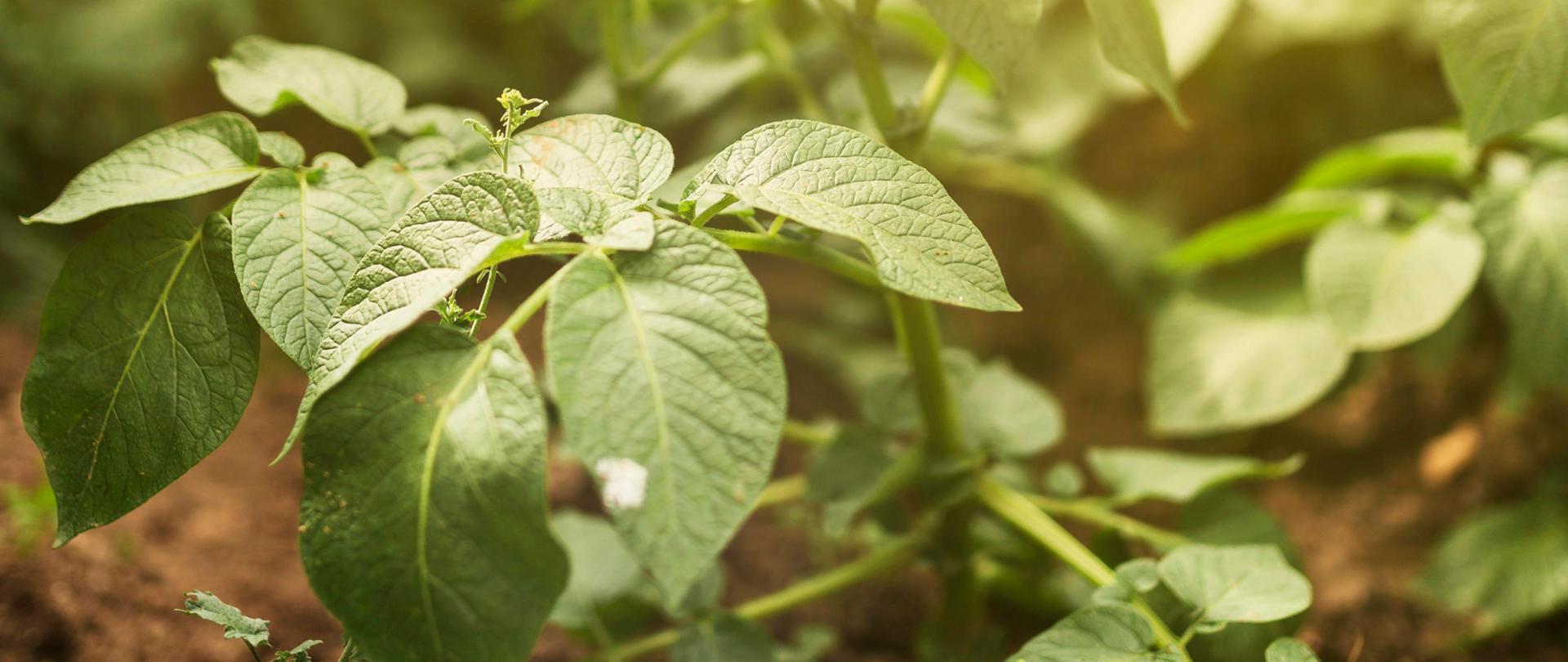 Roślina ziemniaka w promieniach słońca