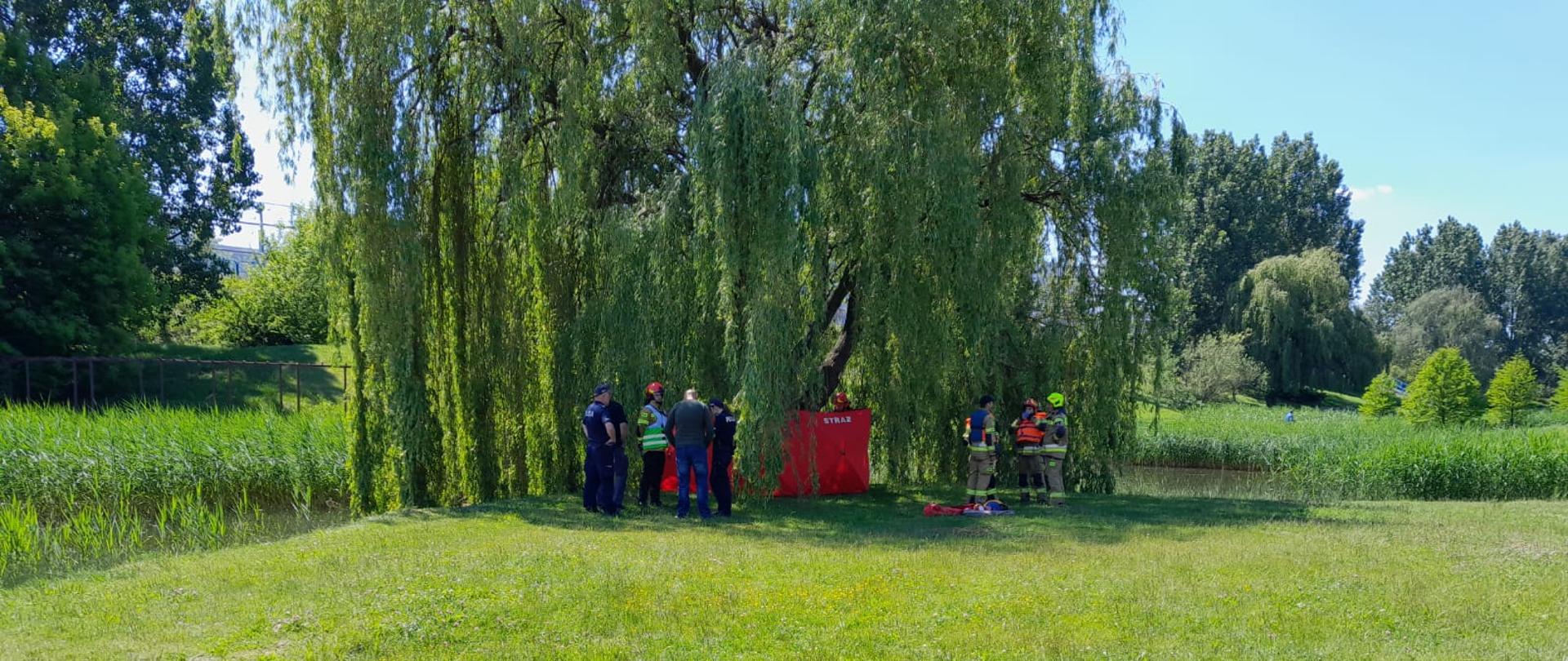Na zdjęciu widać czerwony parawan, ratowników oraz policjantów. Zielona trawa. Słoneczna pogoda. Drzewo, zielona korona, wierzba. Niebo niebieskie.