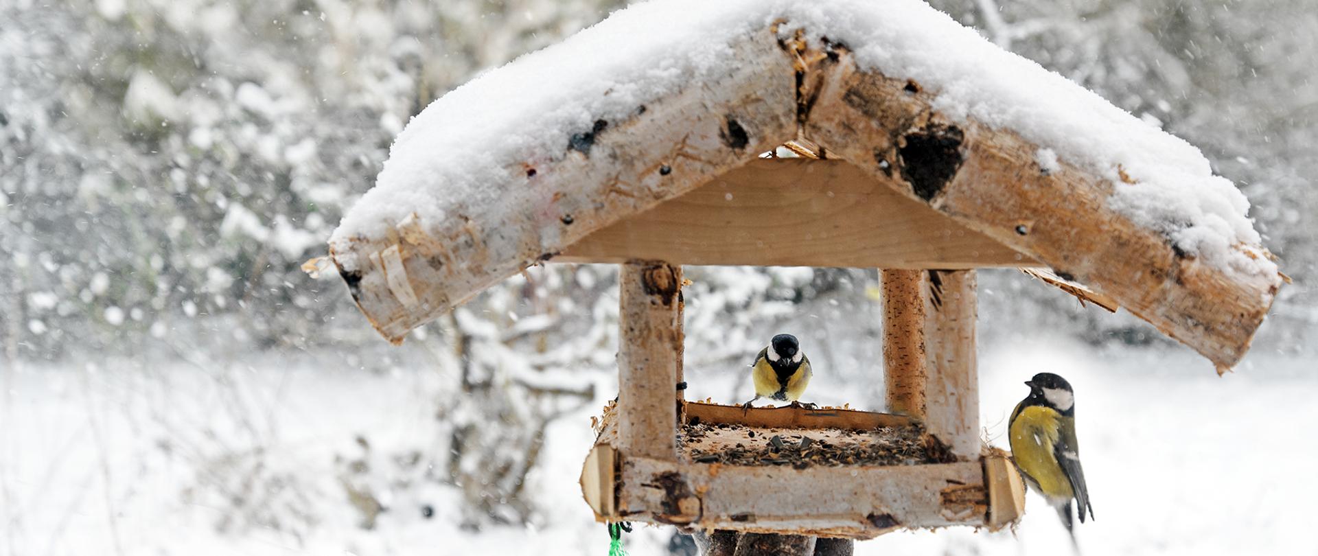 birdseed house with coal tits in the snow, copy space, selected focus, narrow depth of field