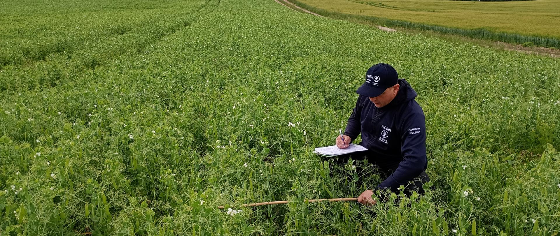 Inspektor przykucnął na plantacji grochu siewnego. Rośliny grochu tworzą zwarty łan, widać białe kwiaty grochu i strąki. Inspektor ubrany w granatowy strój i czapeczkę z daszkiem na których widoczne jest logo PIORiN i napis : chrońmy pszczoły