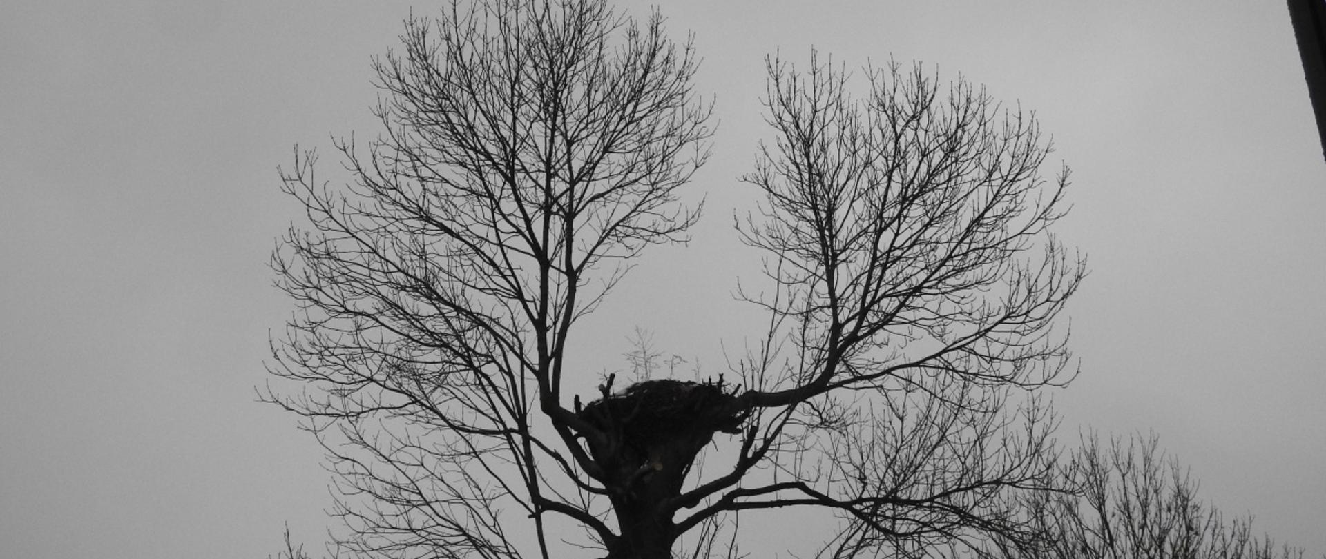 Gniazdo po rewitalizacji, Kocudza II, gm. Dzwola