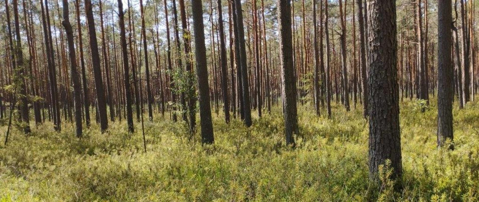 Na zdjęciu widać gęsty, iglasty las w słoneczny dzień.