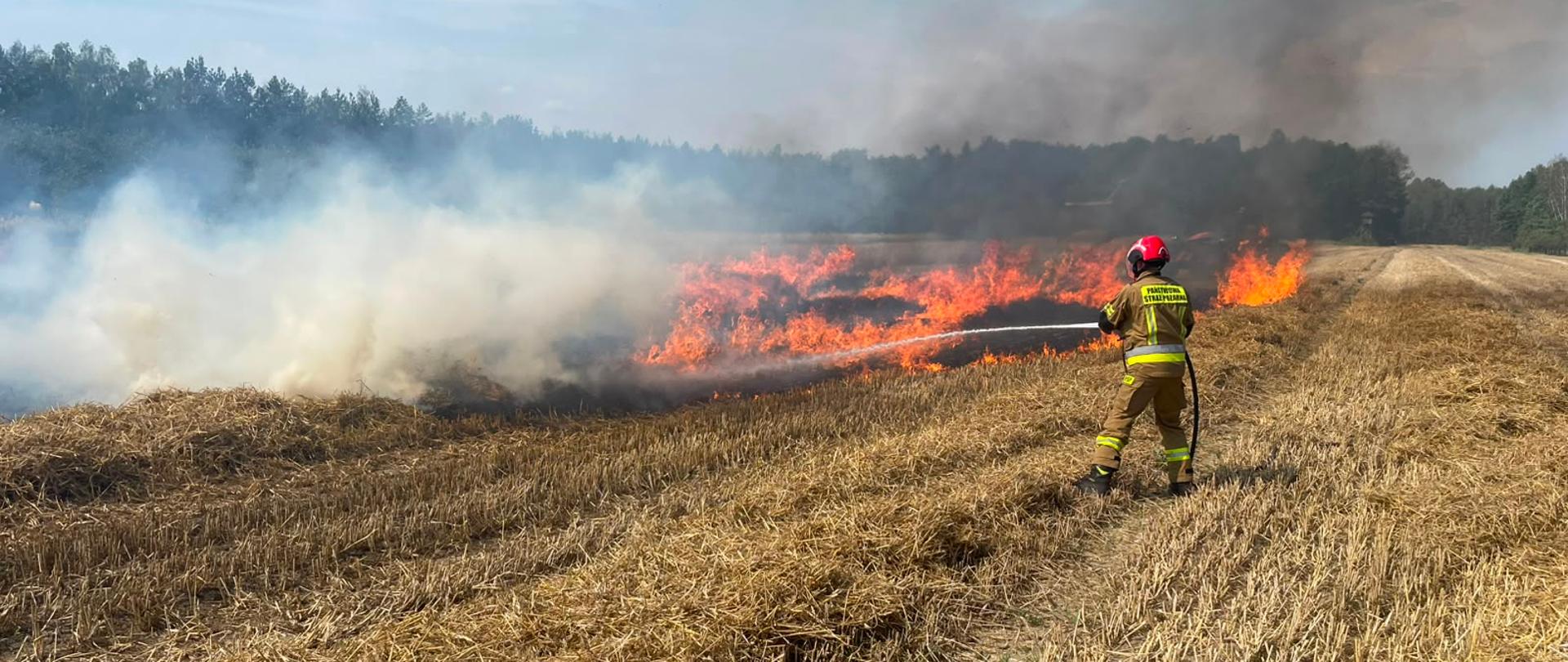 Pożar ścierniska. Na zdjęciu widać strażaka gaszącego pożar. 