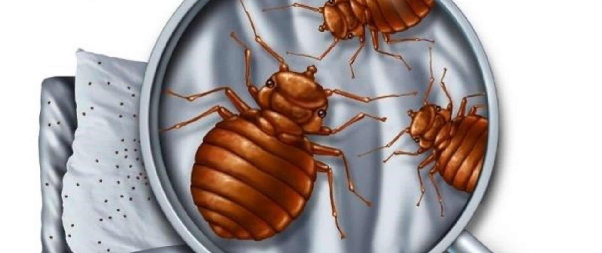 Ilustracja przedstawiająca insekty na białym przedmiocie, pod lupą.