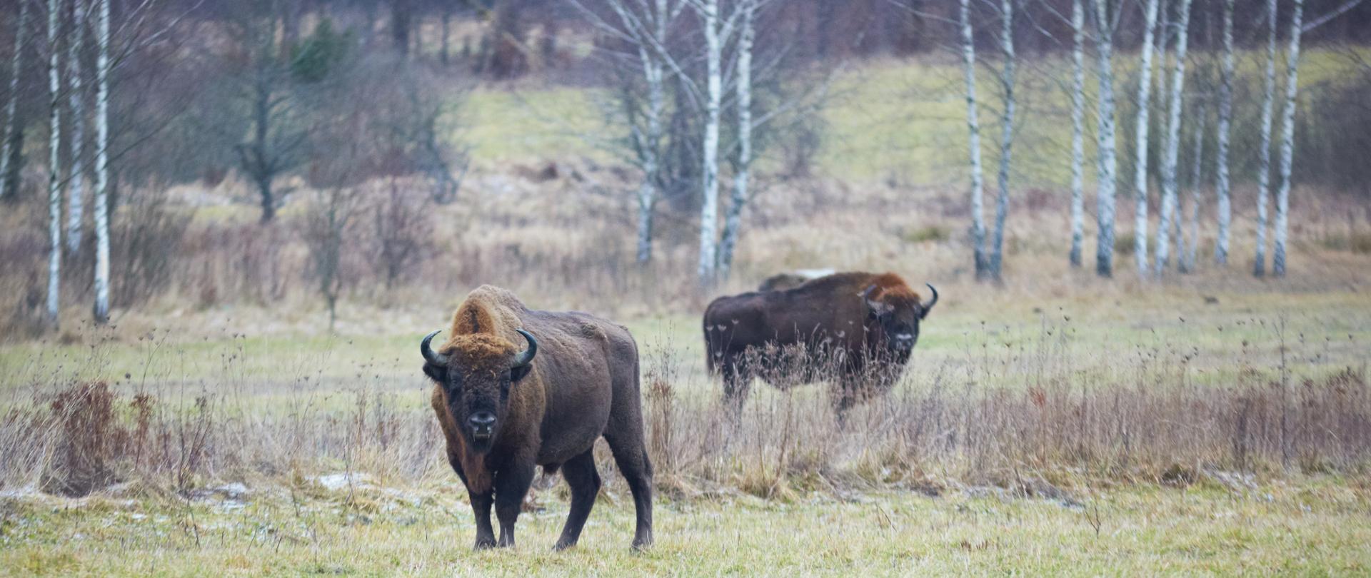 Dwa duże żubry na łące. Z tyłu widać drzewa.