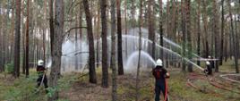 Strażacy ratownicy podający wodę podczas pozoracji pożaru lasu. W użyciu cztery prądy gaśnicze. 