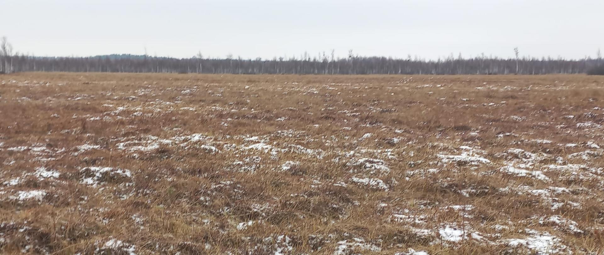 Trawa przyprószona śniegiem, w oddali ściana lasu