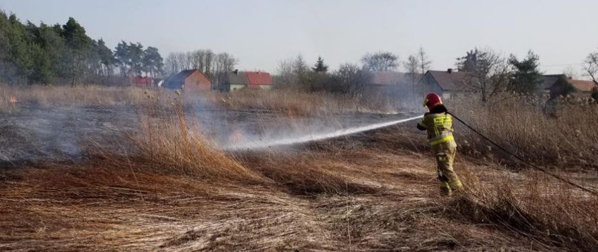 Na zdjęciu paląca się suchą trawa, na dalszym planie zbudowania - domy mieszkalne. Po prawej stronie strażak w piaskowym umundurowaniu i hełmie trzymający prądownicę z wężem gaśniczym z którego podaje prąd wody na palącą się trawę. 