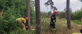 Zdjęcie przedstawia na pierwszym planie strażaków Państwowej Straży Pożarnej oraz teren lasu Państwowego, na którym odbywają się ćwiczenia bezpiecznej wycinki drzew. 