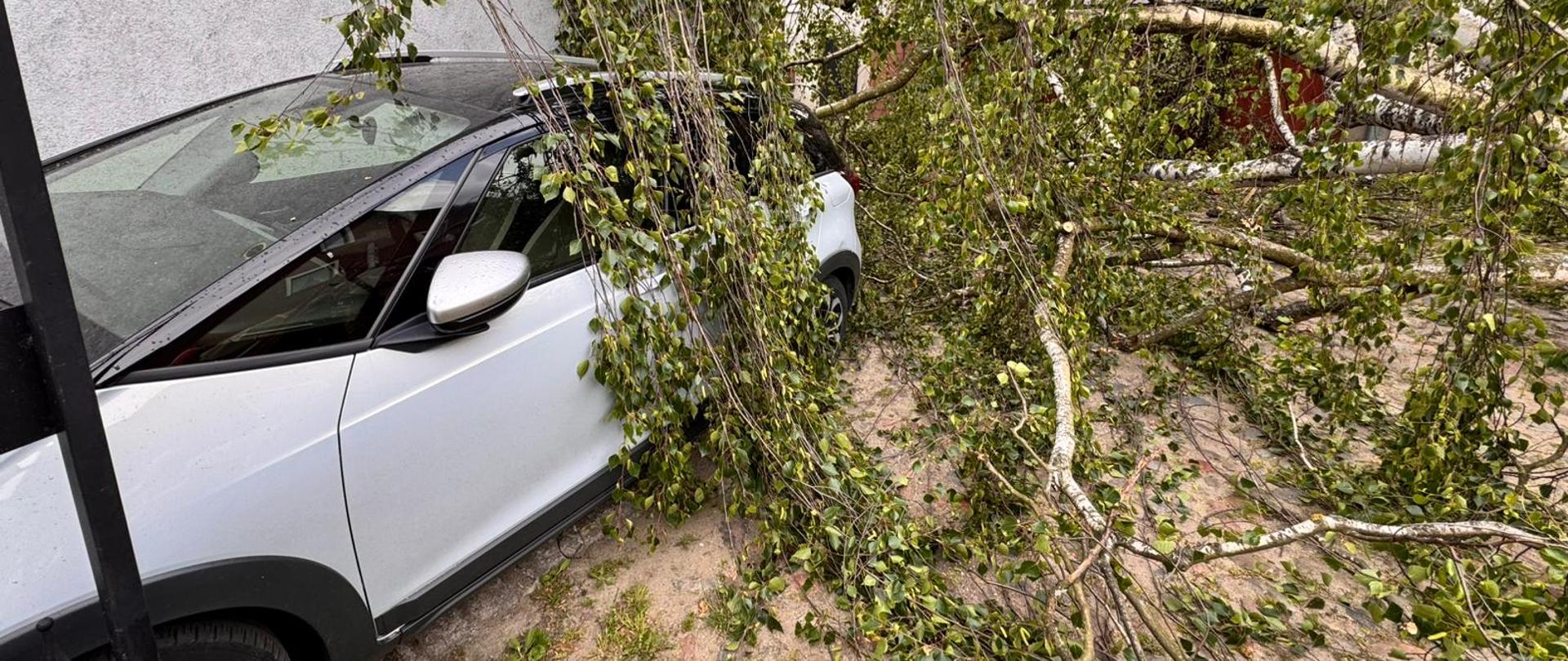Powalone drzewo przewrócone w pobliżu białego samochodu.