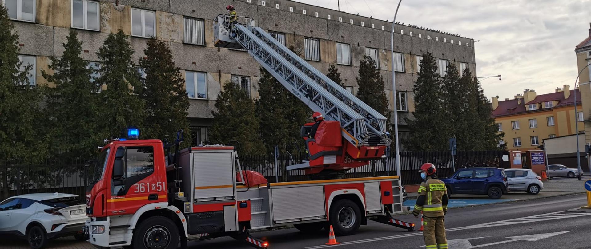 Strażacy JRG Przemyśl ratują uwięzione zwierzęta. Na zdjęciu strażak kierujący ruchem drogowym, za nim pojazd specjalny drabina z operatorem, w koszu drabiny strażak na wysokości drugiego piętra.