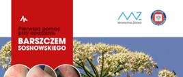 barszcz Sosnowskiego
