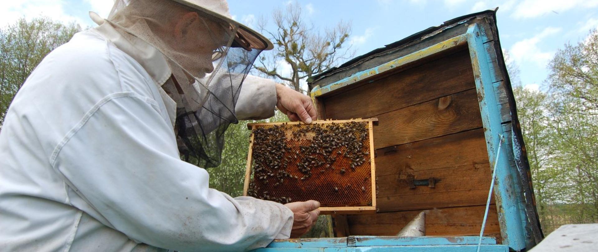MKiŚ i pszczelarze wspólnie o ochronie owadów zapylających. Trwają prace nad Krajowym Planem Odbudowy Zasobów Przyrodniczych