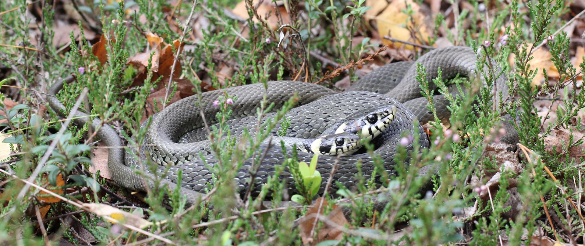 Na jesiennej łące, wśród zieleni i suchych liści Zaskroniec zwyczajny Natrix natrix