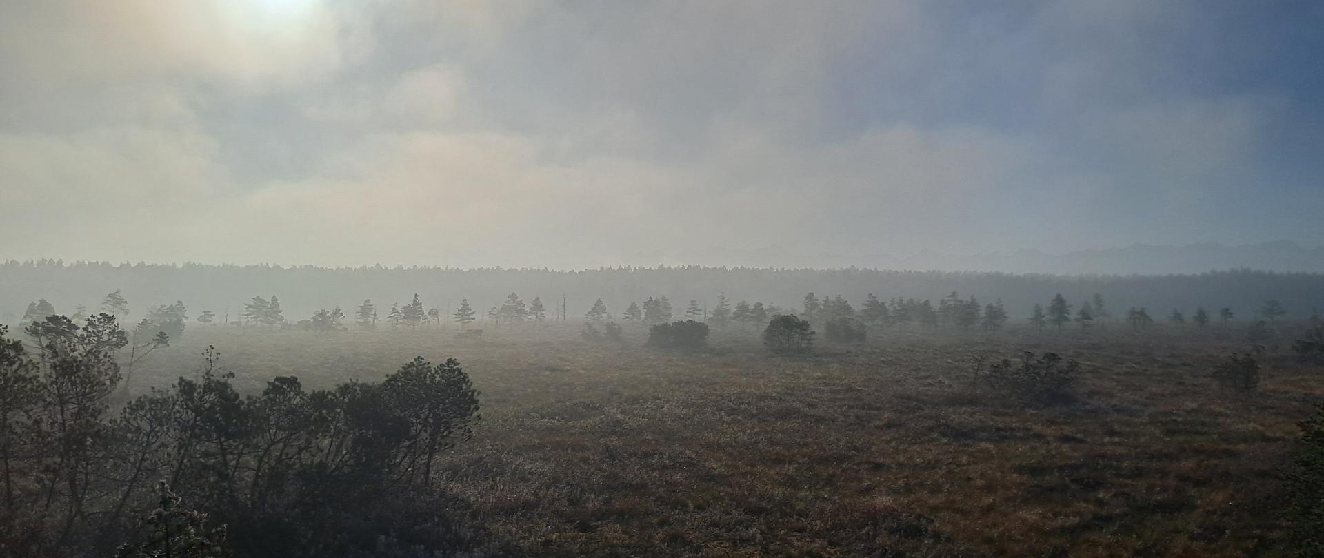 Bór_na_Czerwonem_o_wschodzie