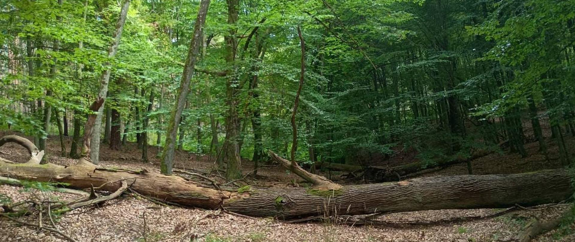 Na pierwszym planie przewrócony pień, w tle drzewa liściaste.