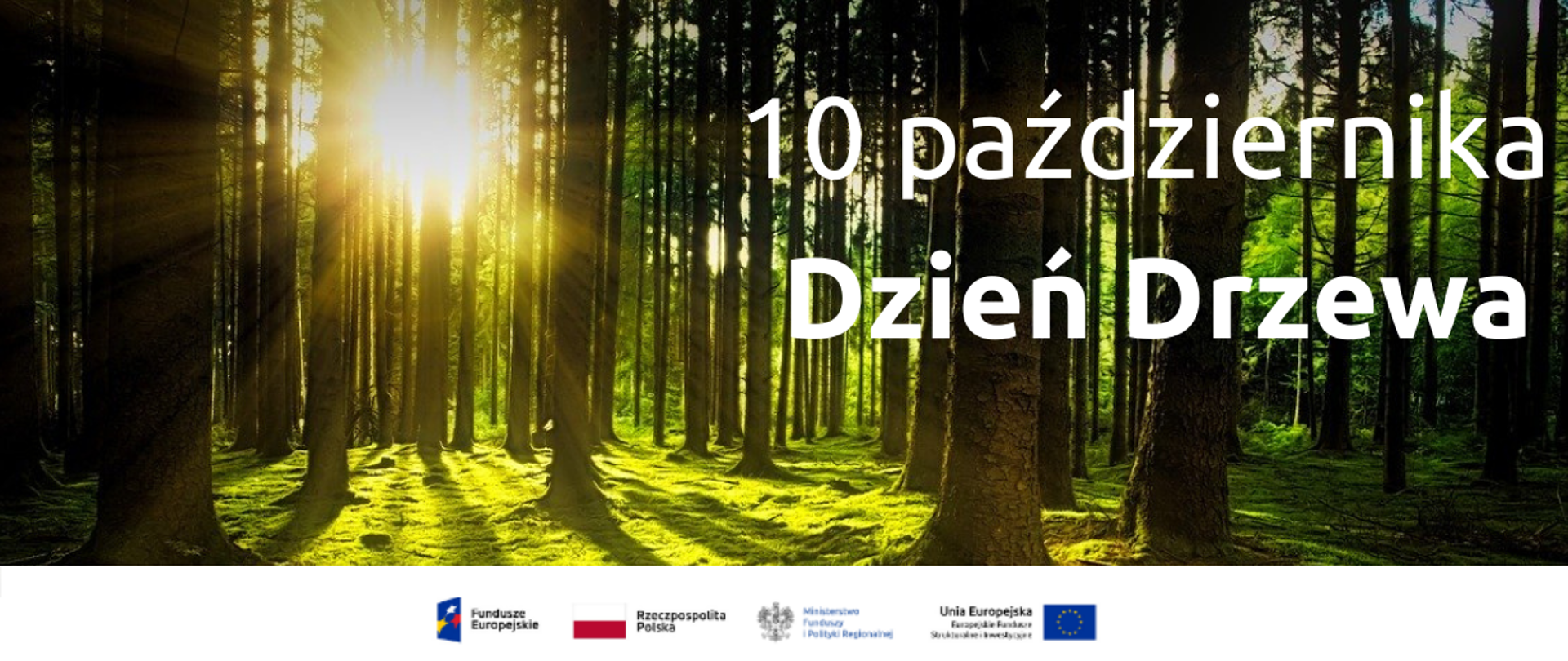 Na tle słonecznego lasu napis: "10 października Dzień Drzewa"