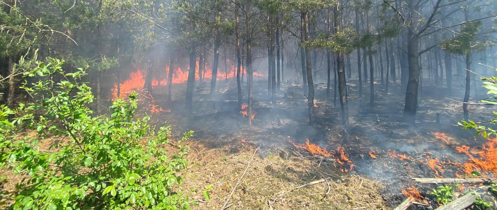 Pożar młodnika na terenie Nadleśnictwa Wolsztyn