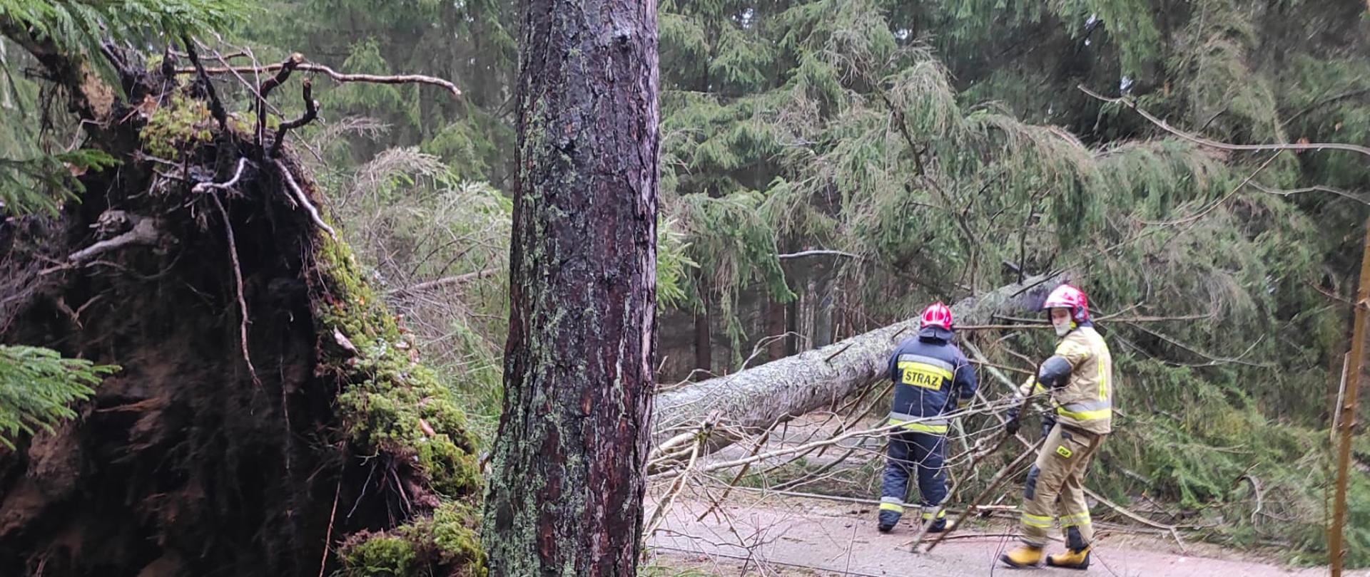Zdjęcie przedstawia dwóch strażaków prowadzących działania w celu usunięcia powalonego przez silny wiatr drzewa, które utrudnia poruszanie się drogą
