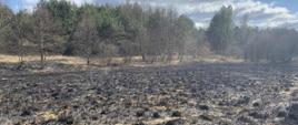 Zdjęcie przedstawia wypaloną suchą trawę na nieużytkach oraz opalone pnie pojedynczych drzew. W oddali widoczny jest las któremu pożar zagrażał