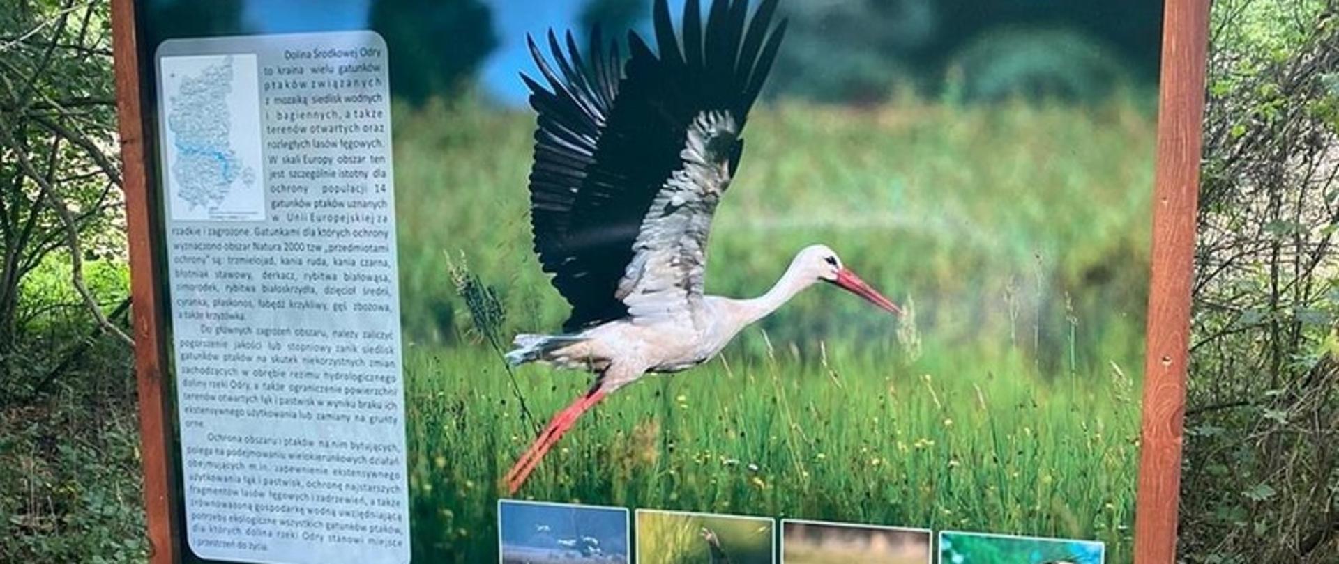 Na zdjęciu tablica a na niej bocian z logiem rdoś oraz opis dot. obszaru Natura 2000 Dolina Środkowej Odry