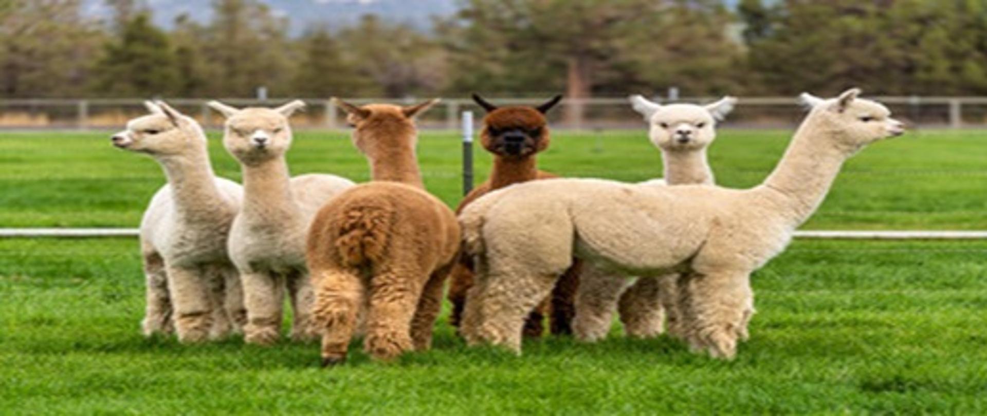 Stadko sześciu alpak stojących na zielonej trawce