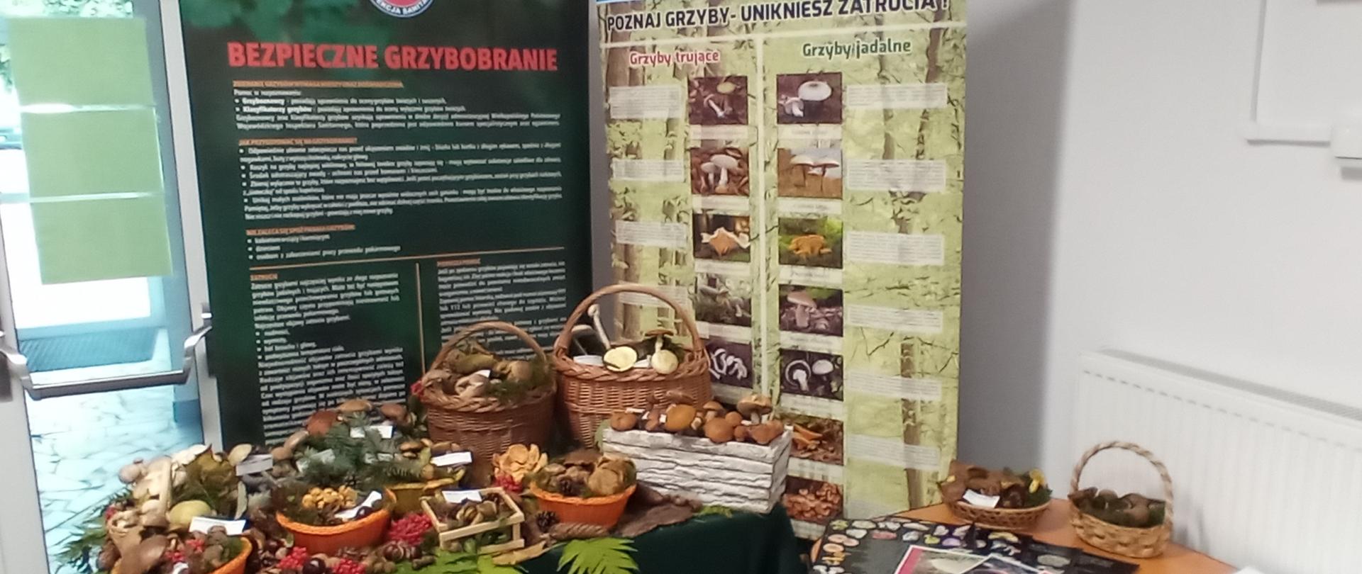 wystawa grzybów