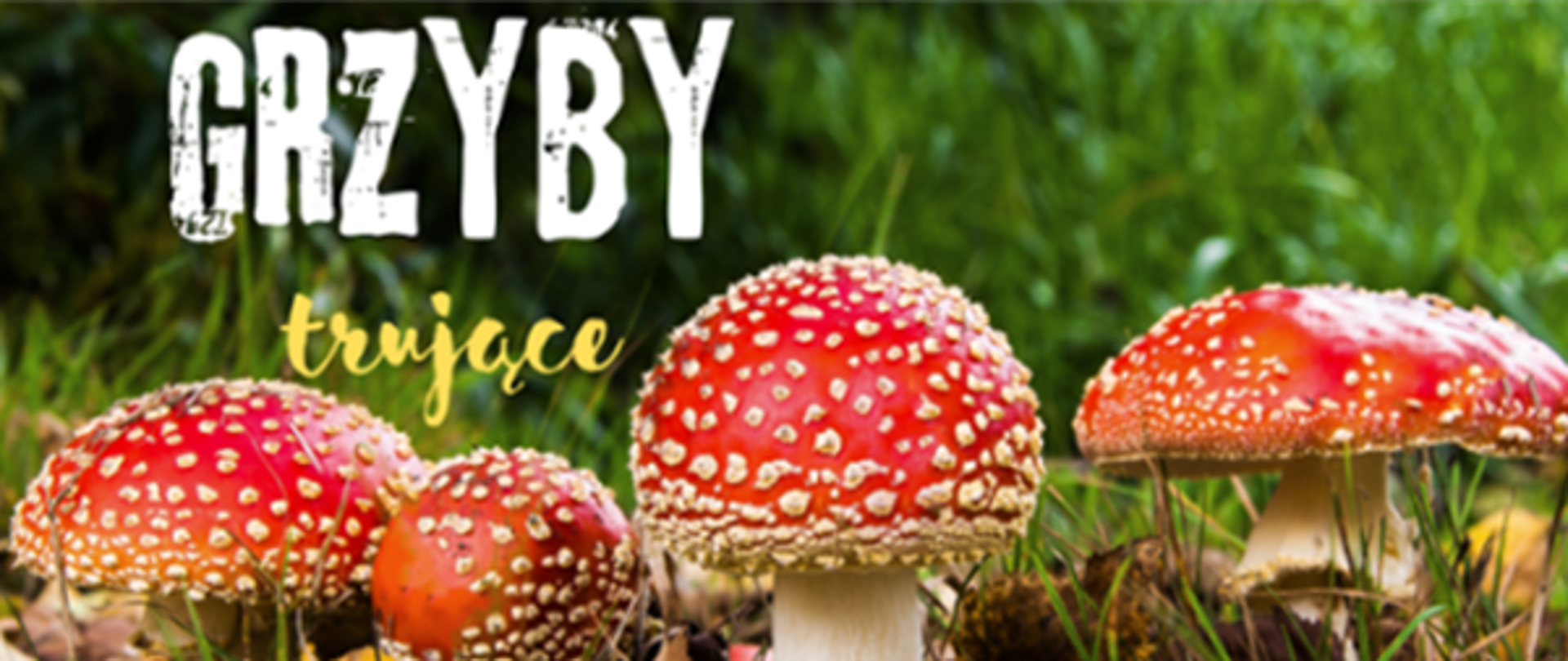 Widoczne 4 czerwone muchomory w lesie oraz biało-żółty napis grzyby trujące