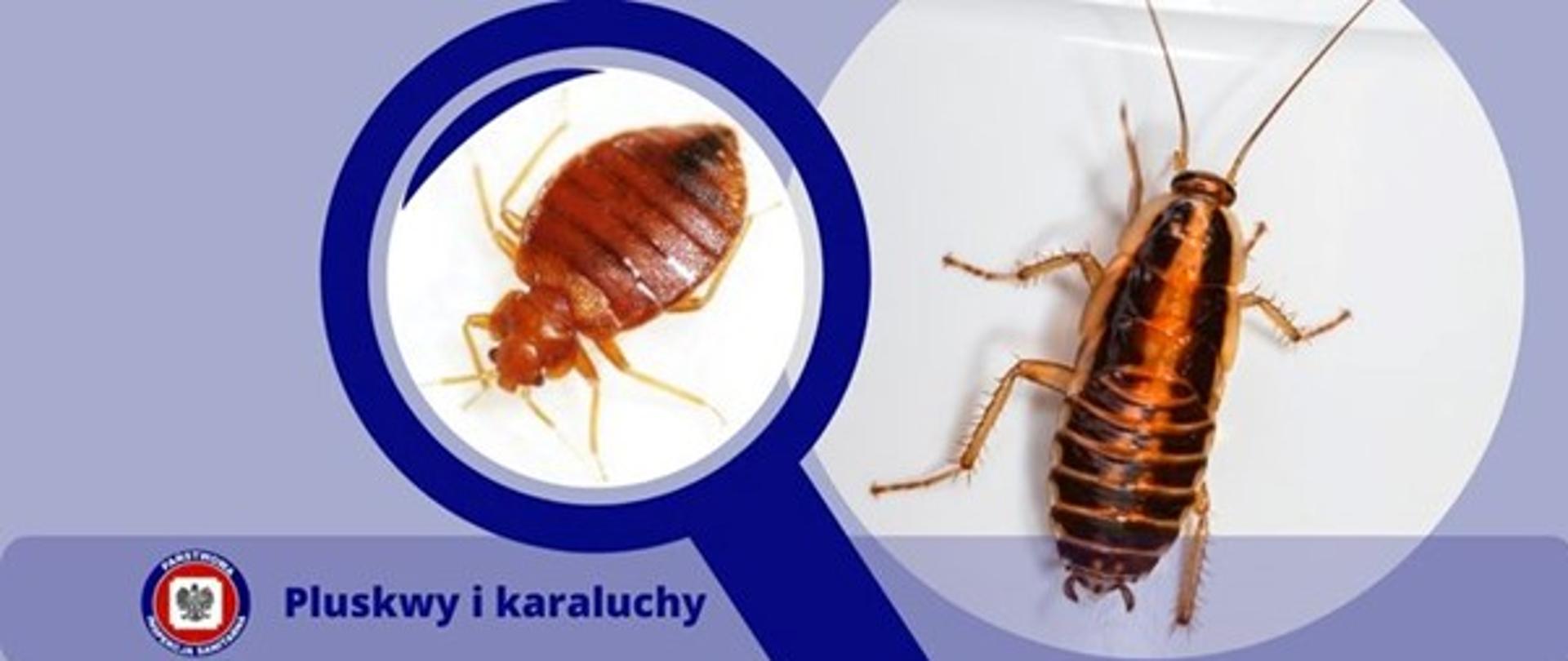 Na zdjęciu widoczne postać pluskwy i karalucha, poniżej logo Inspekcji Sanitarnej i napis Pluskwy i karaluchy